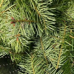 Sorbet au sapin Douglas