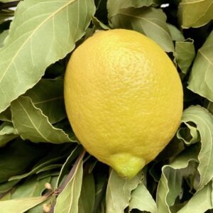 Citron laurier
